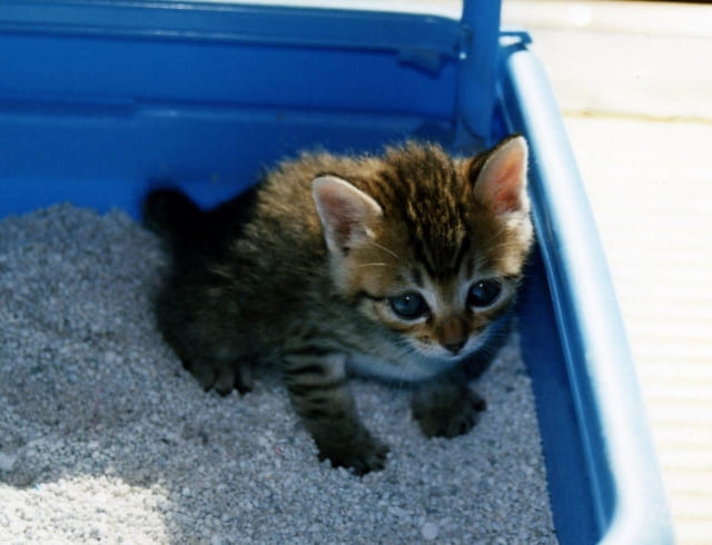 子猫が下痢をする原因は？色や症状で分かるサインと対処法