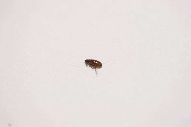 子猫にノミがついたらどうする？原因・対策・予防まで徹底解説