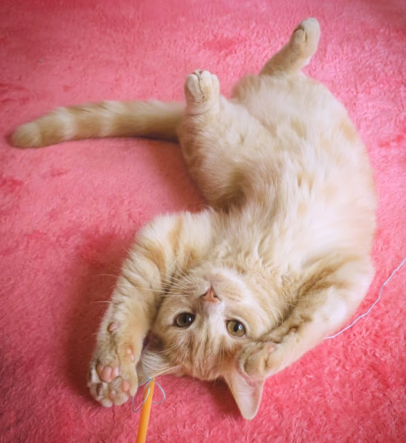 子猫が“バンザイ”する理由とは？かわいい仕草に隠された3つの意味