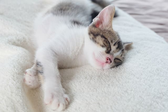 子猫がピクピクするのは病気？寝ているとき・起きているときで違う原因