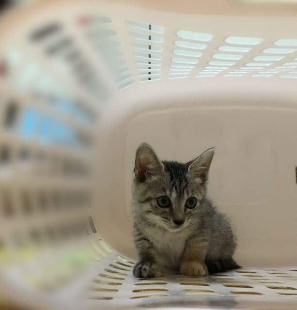 ビビりな子猫にはどう接する？臆病な性格を理解して安心できる環境を作ろう