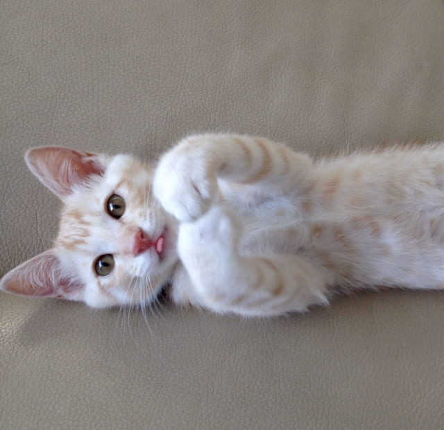 子猫のベロが出てるのはなぜ？かわいい仕草の理由と注意したいサイン