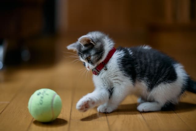 子猫にボール遊びは必要？運動・好奇心・絆を育む大切な時間