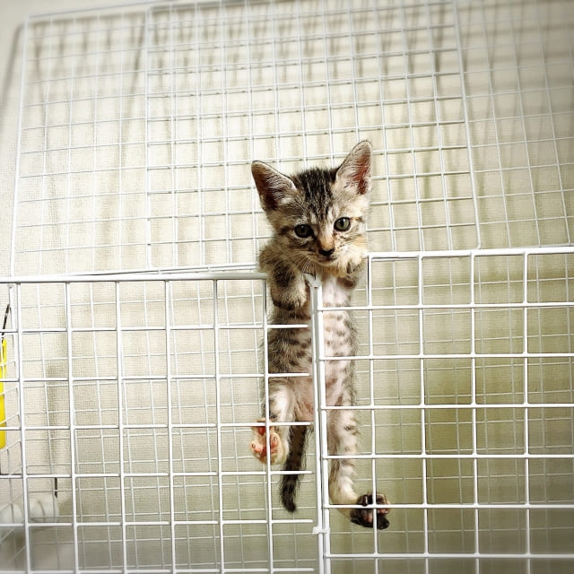 子猫のやんちゃはいつまで続く？成長段階ごとの特徴と安心の過ごし方