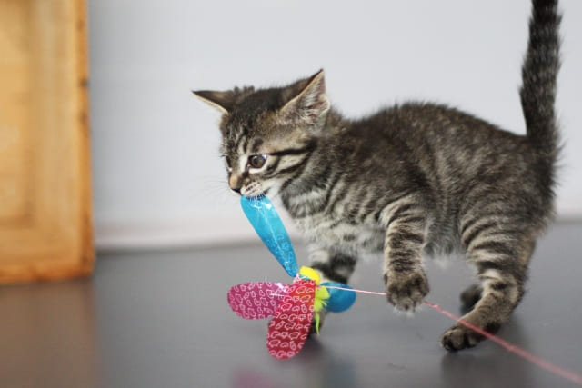 子猫が元気すぎる！夜中の運動会対策とエネルギー発散の極意