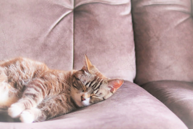 子猫に最適な室温は何度？季節別の温度管理と快適な環境づくり