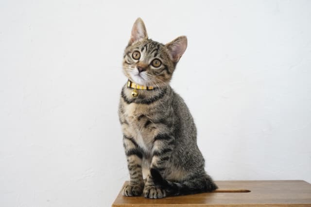 子猫に首輪はいつから？安全に慣らすコツと選び方のポイント