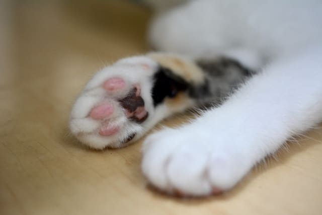 子猫の肉球はやわらかい宝物！ぷにぷにの秘密とお手入れ方法