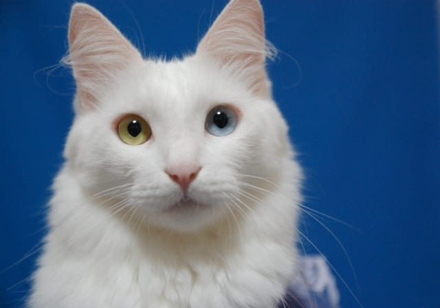 神秘的な瞳に惹かれて！オッドアイの子猫が希少な理由と販売情報