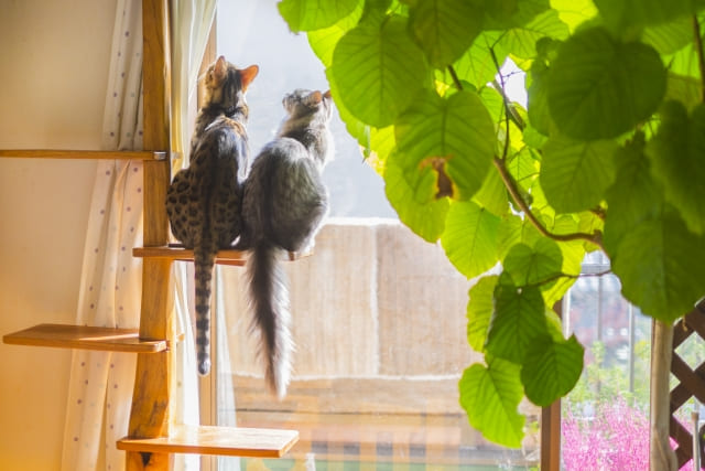 子猫にキャットタワーはいつから？安全に使うための選び方とおすすめタイプ