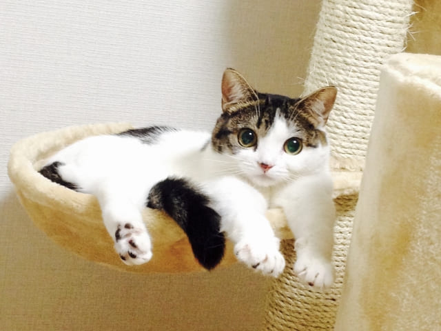 子猫の脱走を防ぐ 安心対策 ！「逃げない猫」に育てる プロの育て方