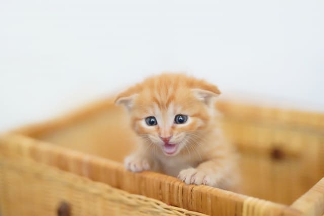 子猫が震える原因は？プロが教える寒さ以外の危険サインと対処法
