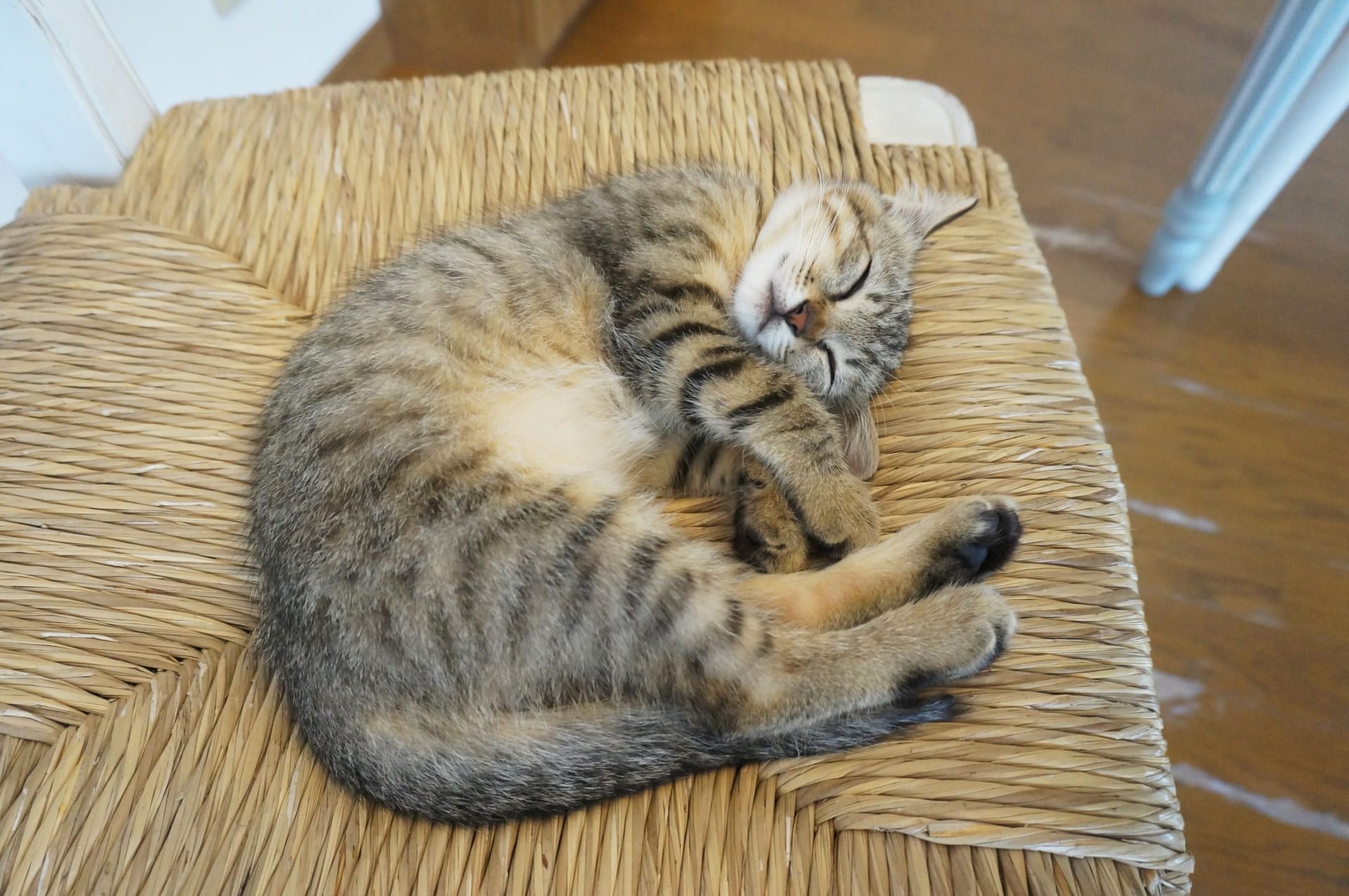 子猫が丸まって眠るのには理由がある？飼い主さんが確認すべき安心サイン