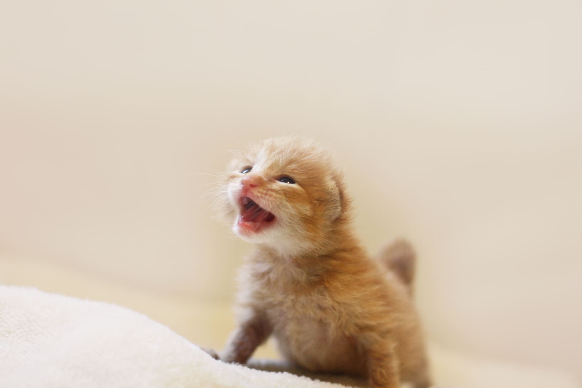 子猫の夜泣きはいつまで続く？原因と今日からできる5大対策