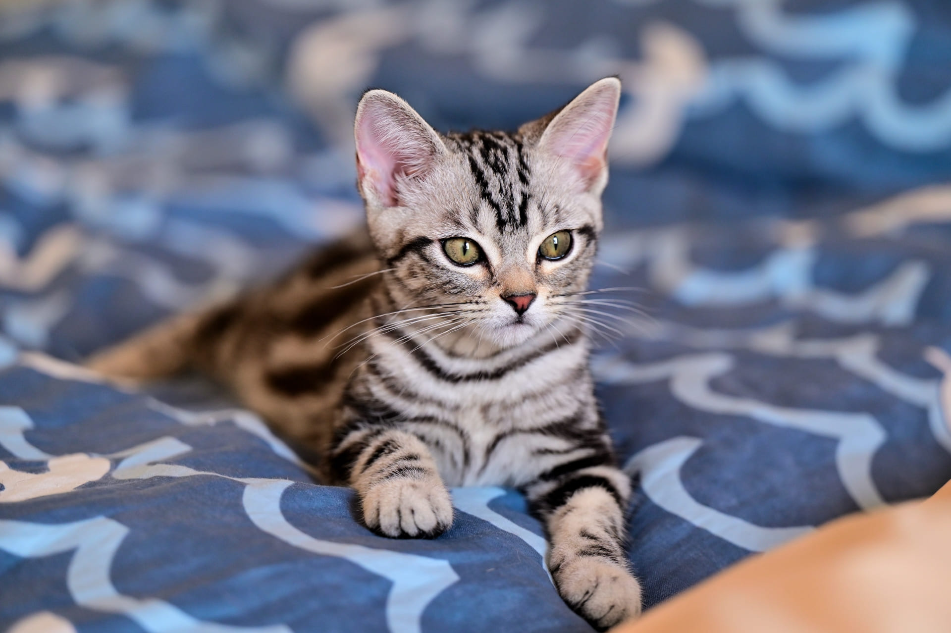 子猫のしゃっくりは生理現象？専門家が教える危険なサインと予防策