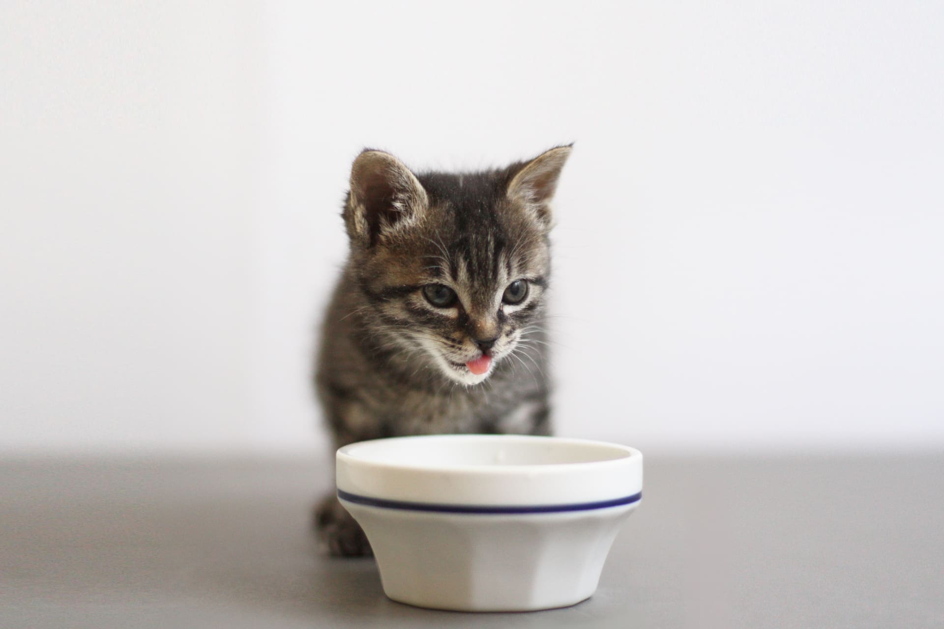 子猫の初めてのお迎えで不安な方へ！「鳴かない」理由と注意すべきサイン