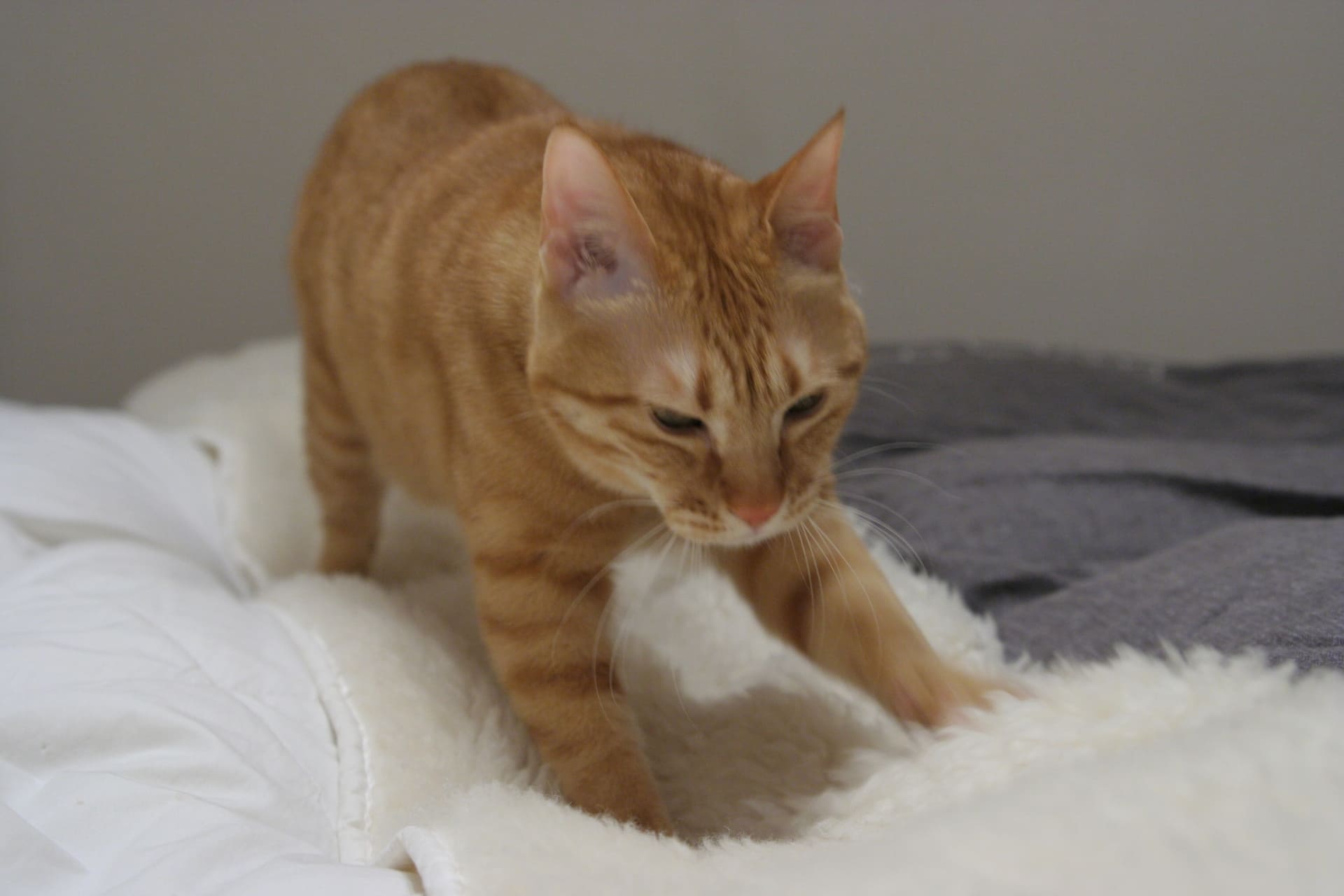 子猫の「もみもみ」は成長しても続く？飼い主に見せる最高の愛情表現