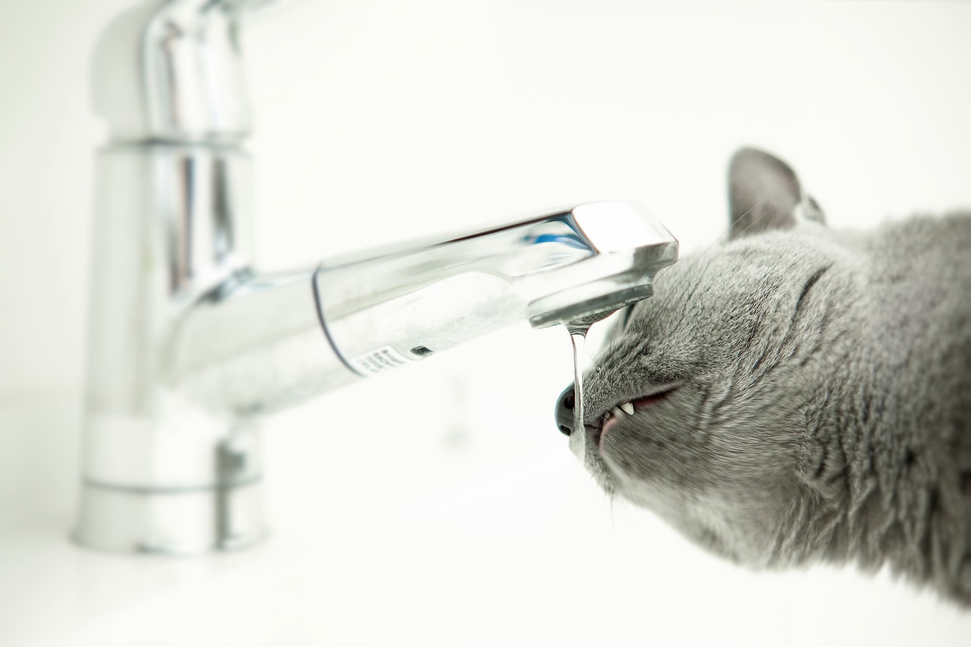 子猫に水道水はダメ？安全基準と正しい与え方をプロが徹底解説！