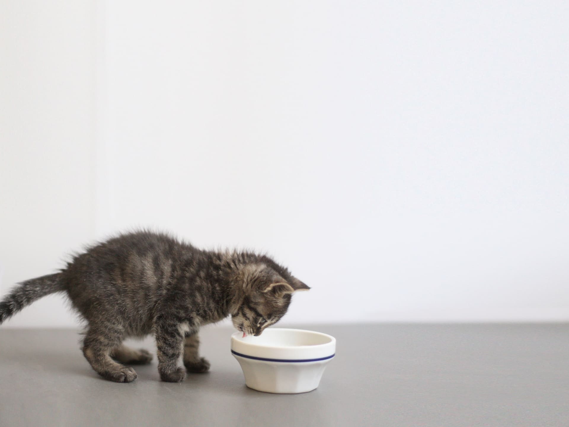 水を飲まない子猫の対処法｜危険サインと受診の目安