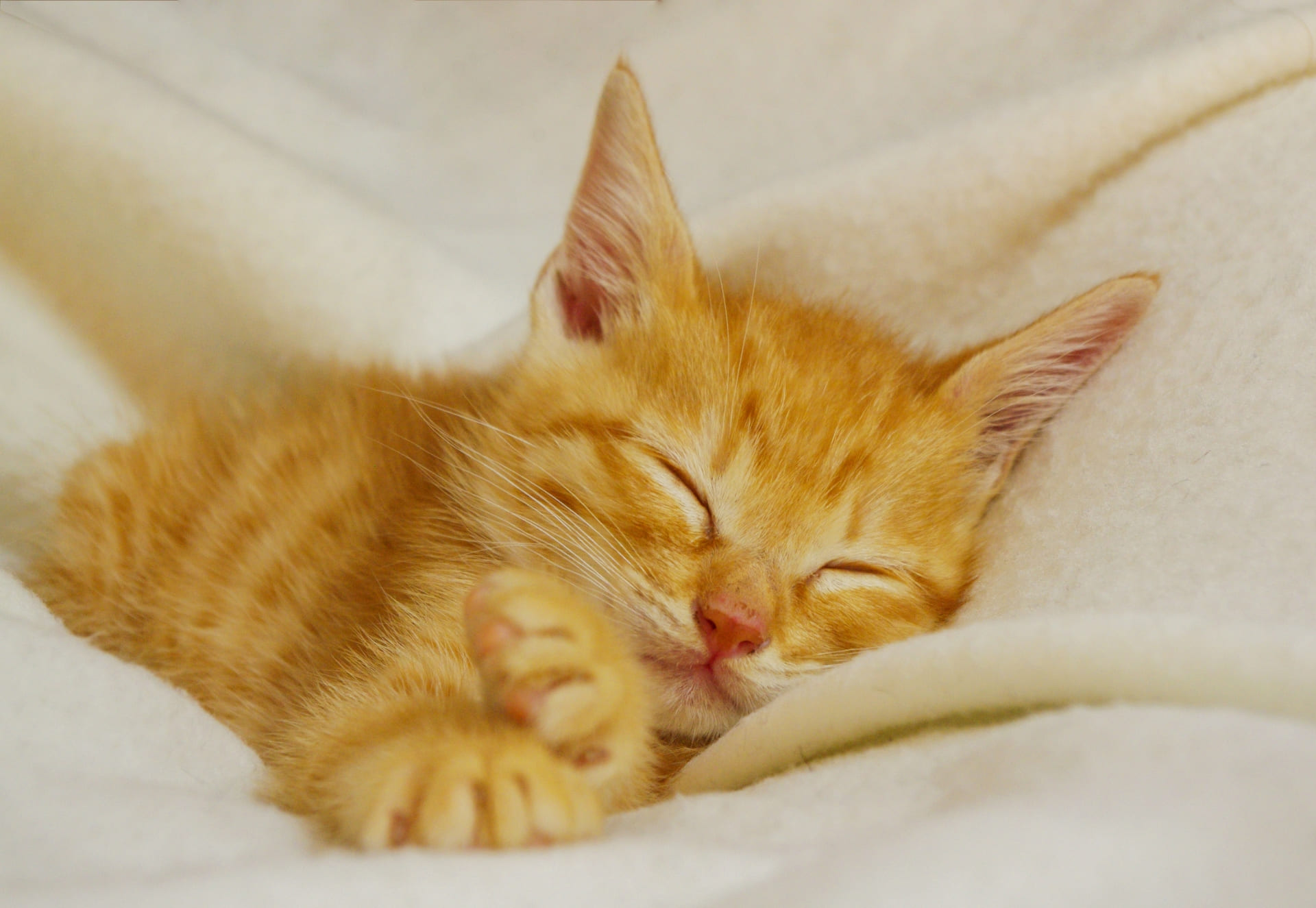 子猫がよく寝るのは普通？睡眠時間と健康チェックポイント