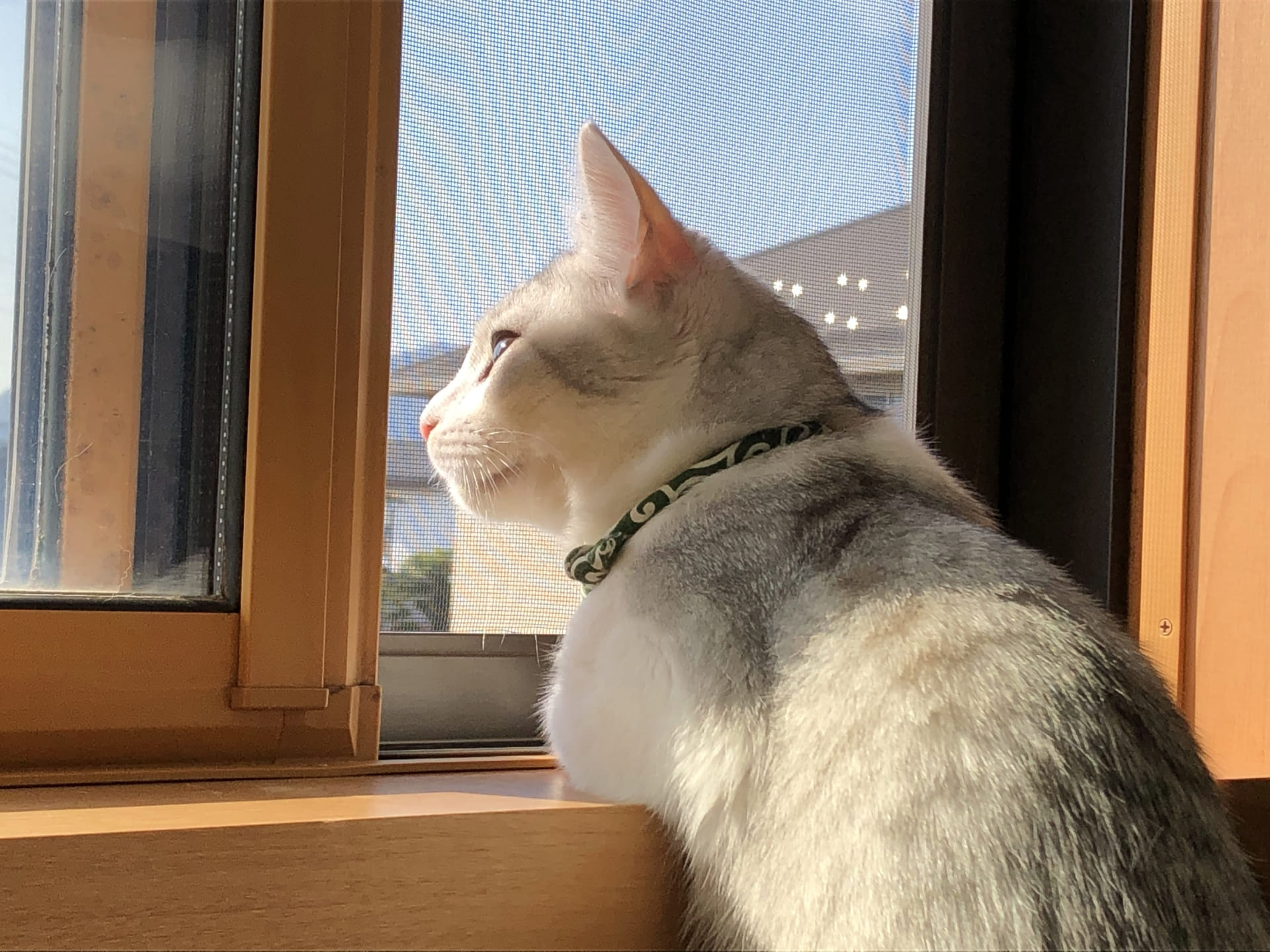 外へ出たがる子猫にどう向き合う？室内飼いのコツ