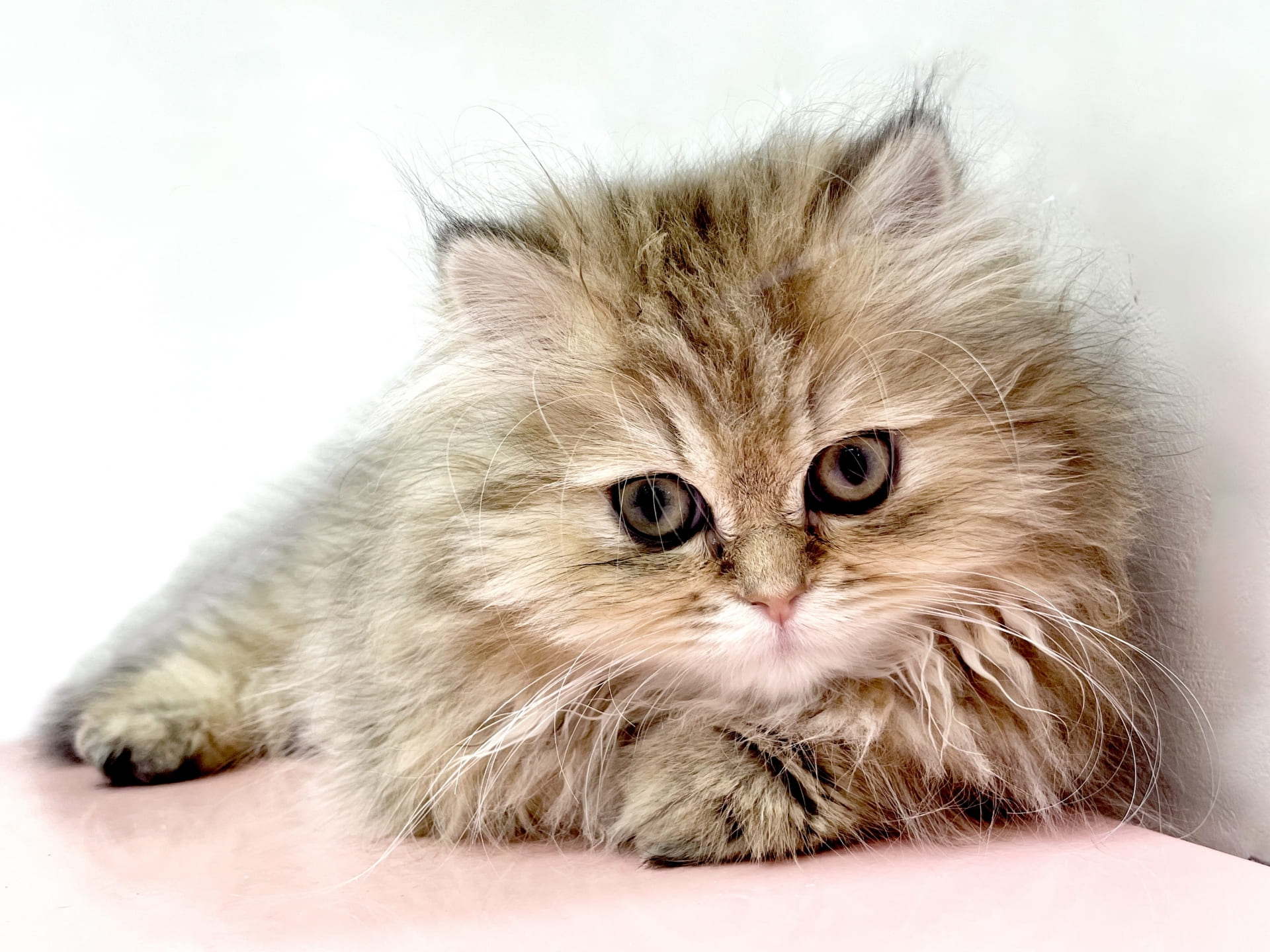 懐かない子猫への正しい寄り添い方｜原因と改善策