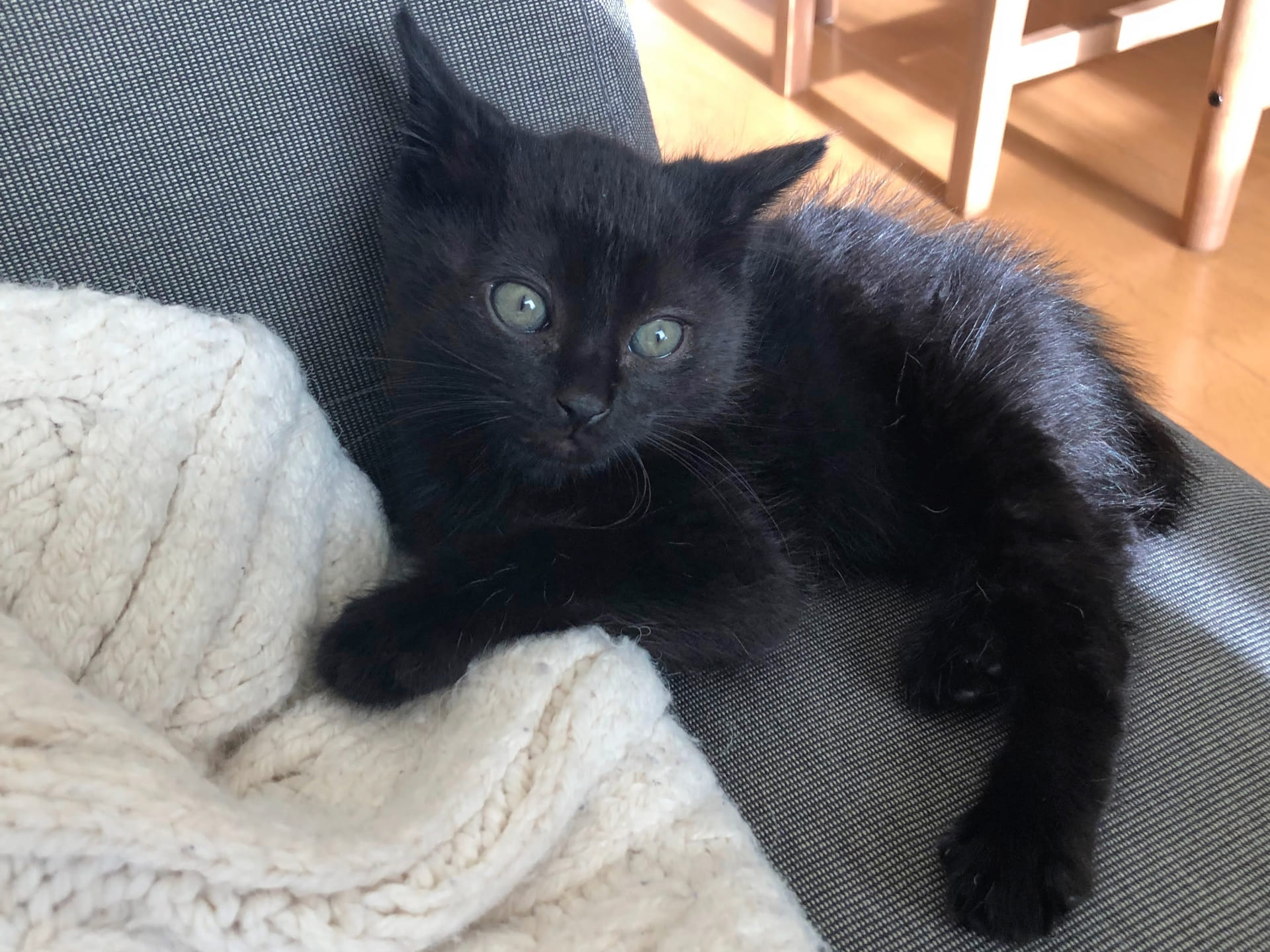 生後一ヶ月の子猫はどう育てる？特徴とお世話ポイントを解説