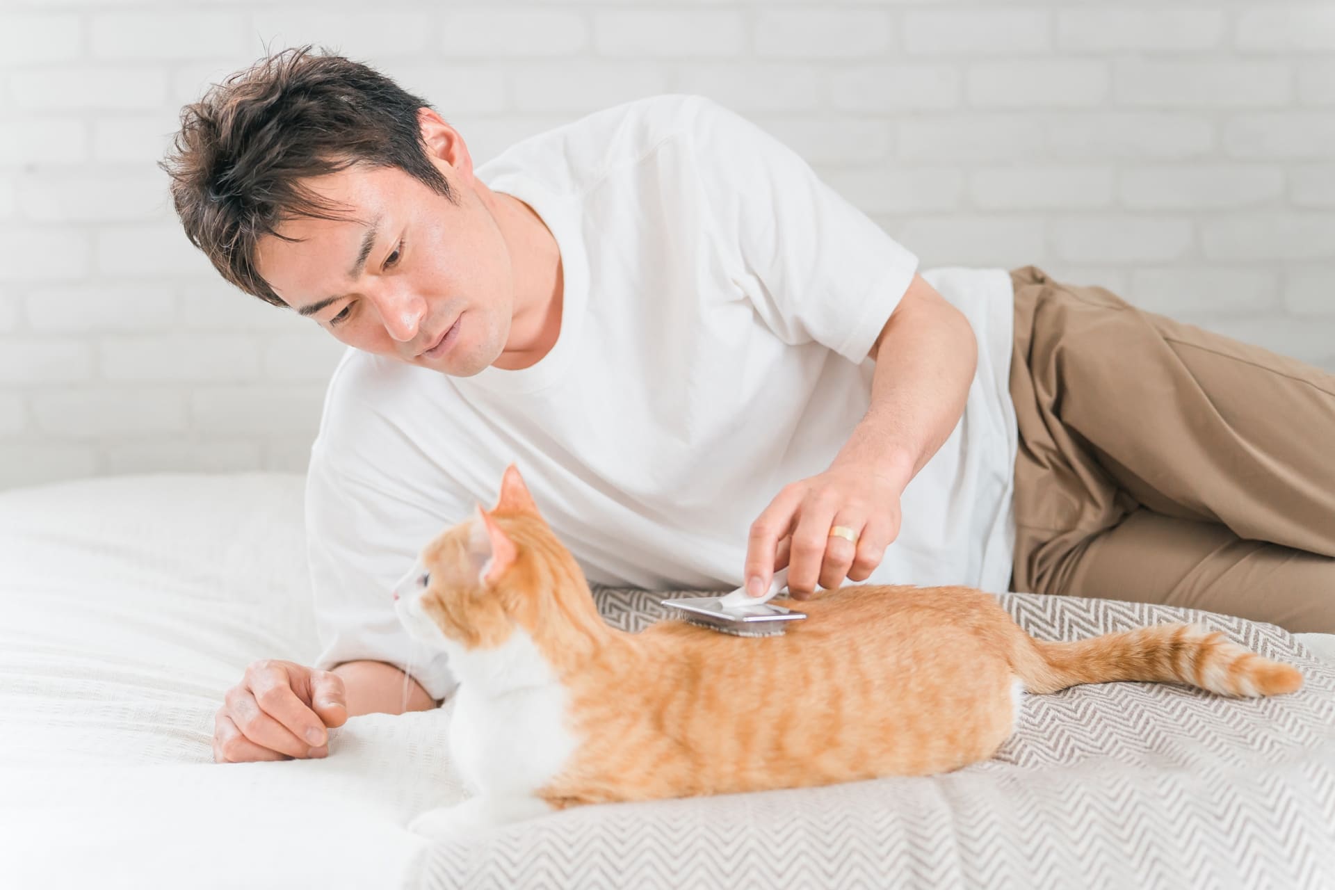 子猫の毛玉対策に！ブラッシングの始め方と習慣づけのコツ