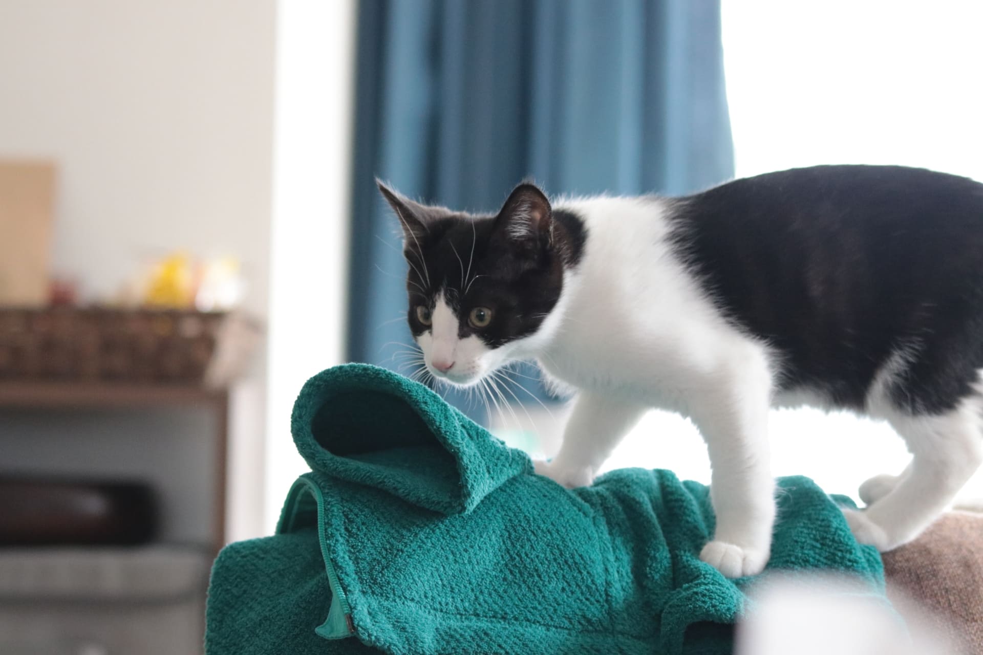 どうして子猫はついてくるの？愛情サインと不安の見分け方