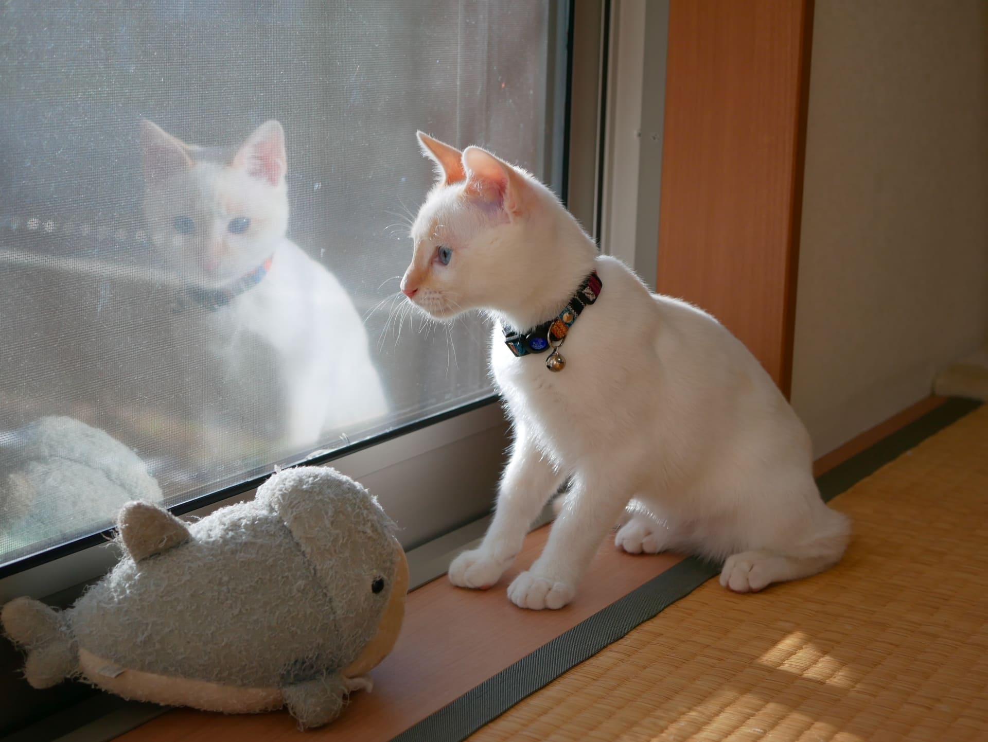 窓・玄関からの脱走を防止！子猫を守る基本ポイント