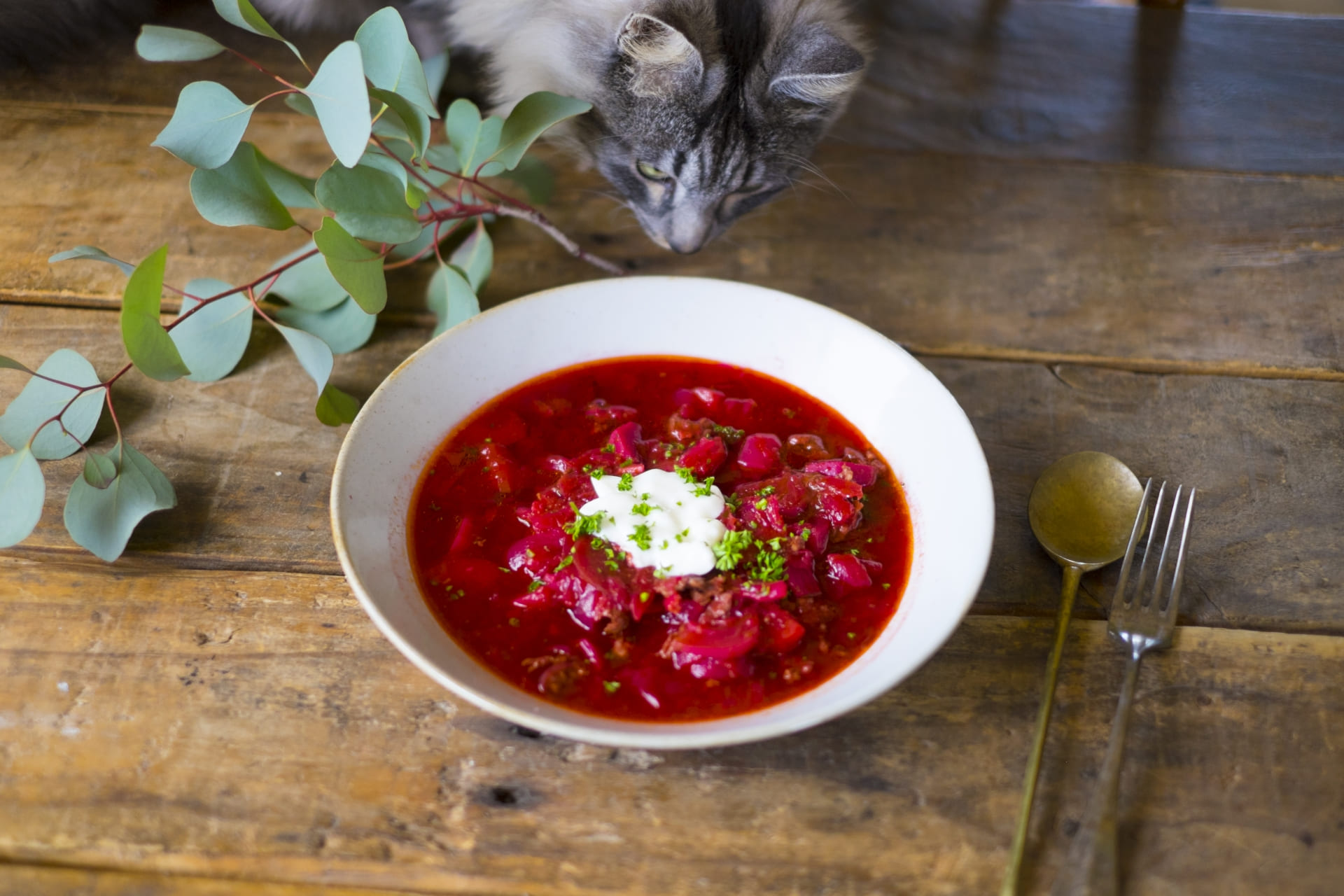 子猫に牛肉は与えても大丈夫？安全な量と注意点を解説