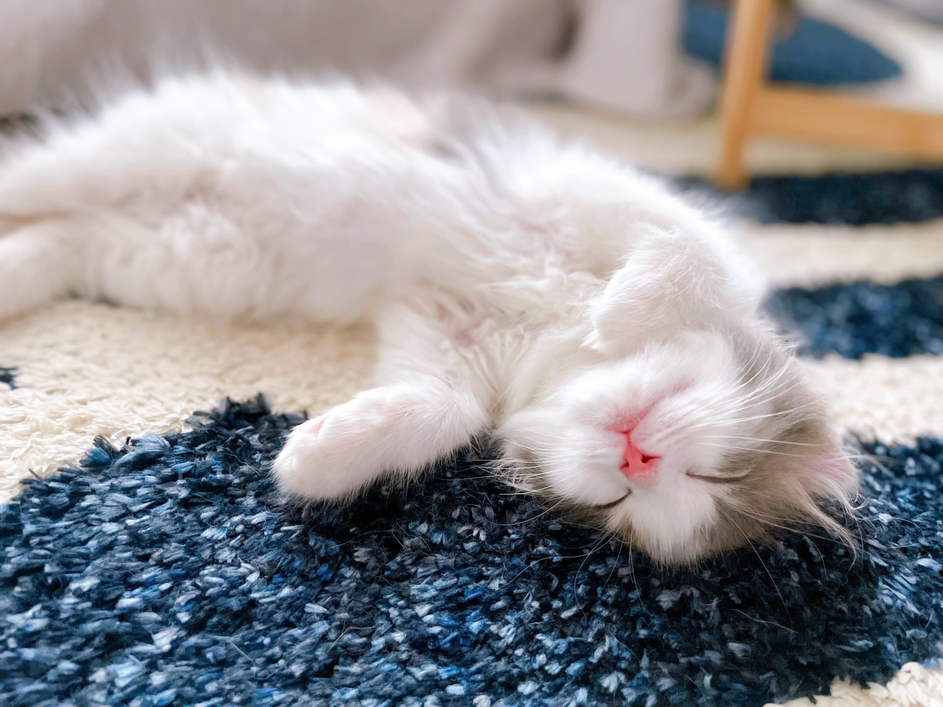 子猫の抜け毛を減らしたい！原因別の改善ポイントを解説