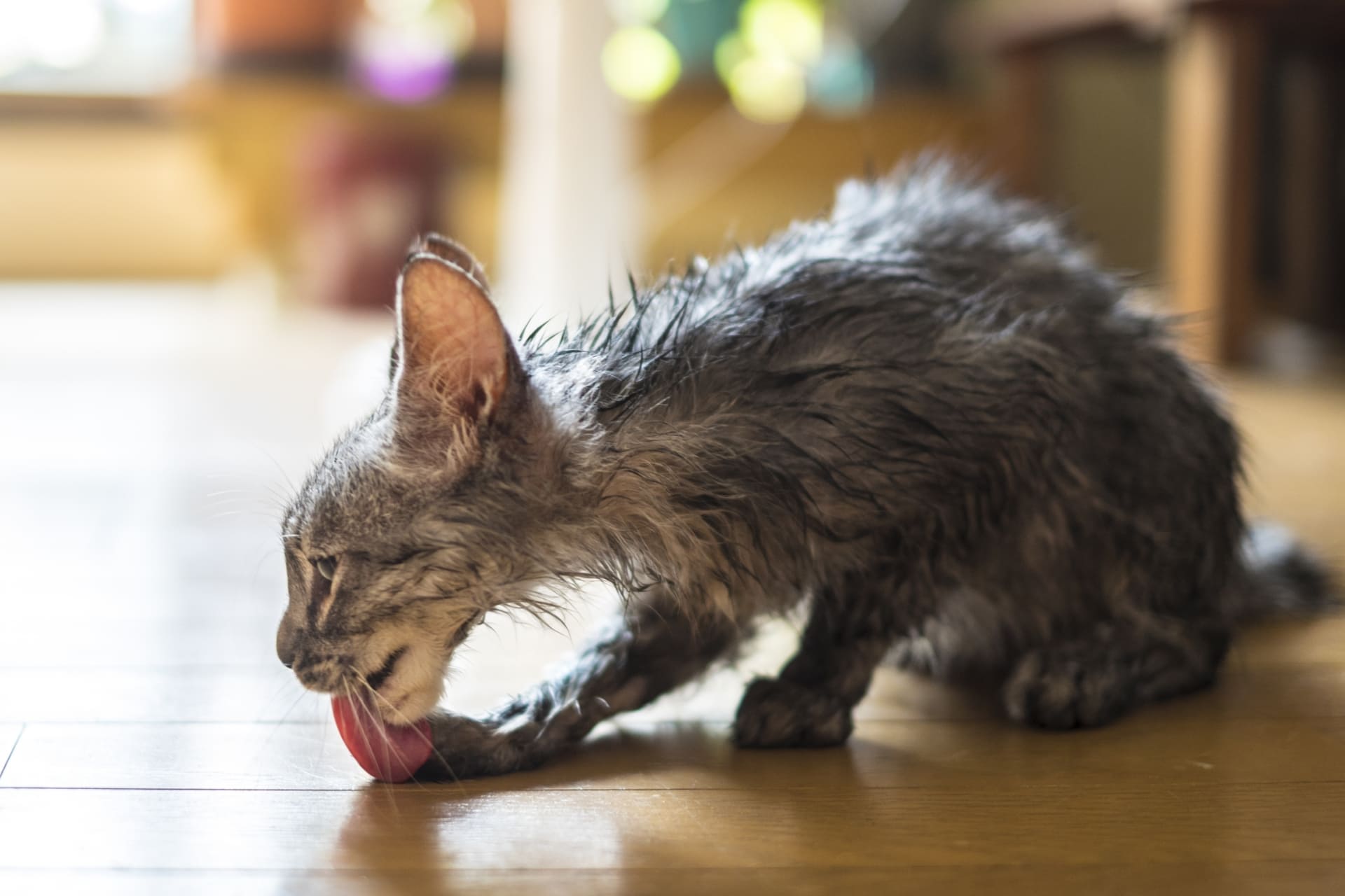 ガリガリの子猫は大丈夫？体重不足の理由と改善ポイント