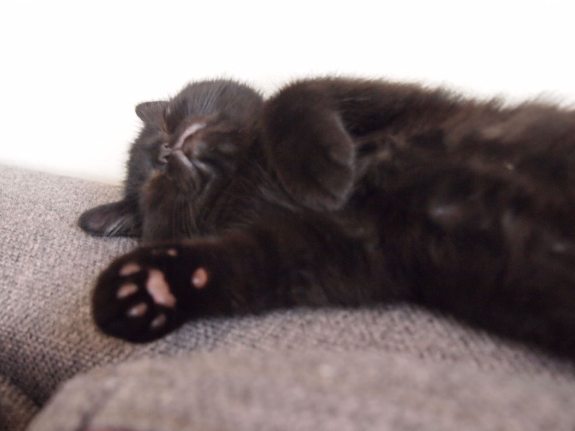 子猫がふみふみしないのはなぜ？正常の範囲と注意したいケース