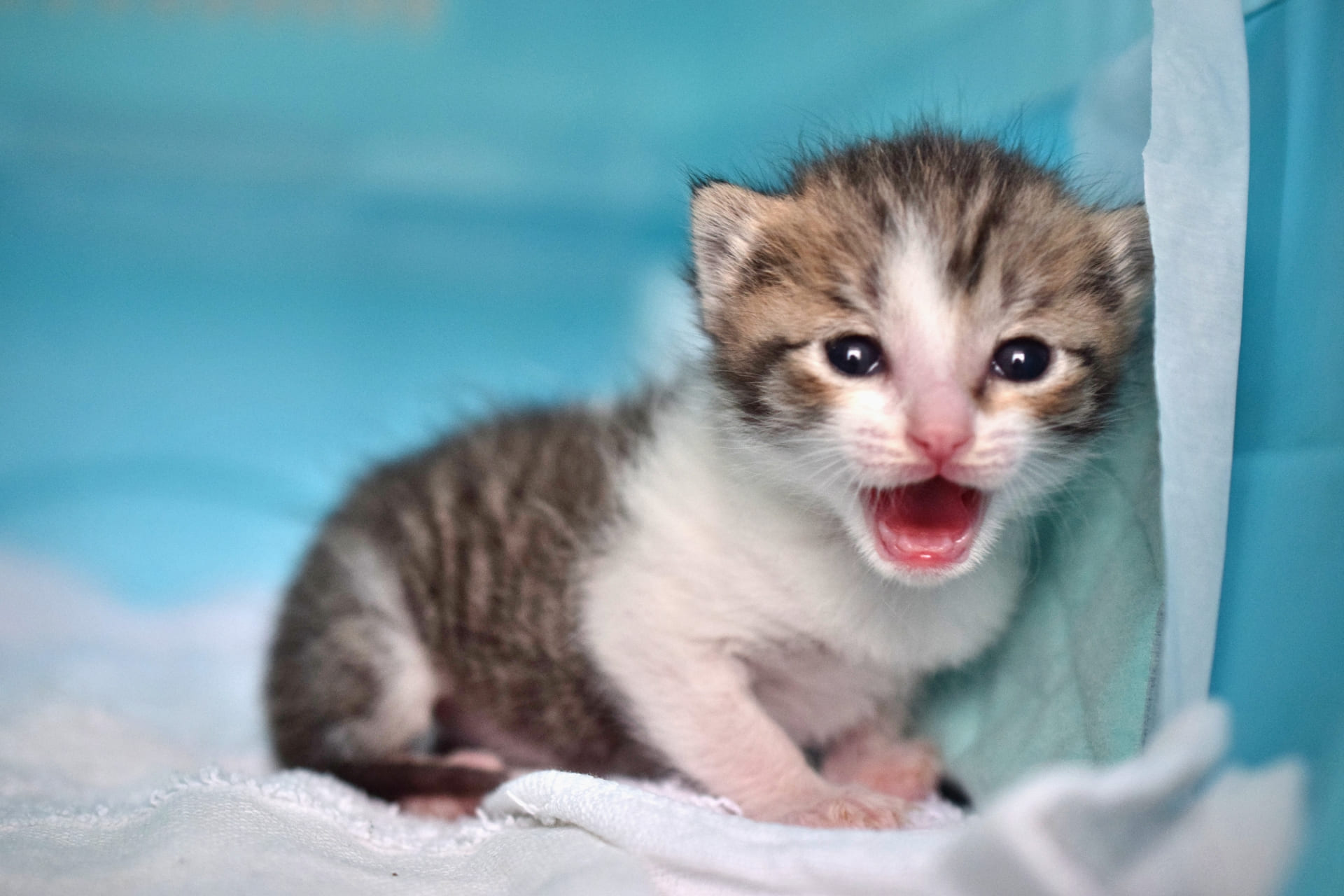 子猫がずっと鳴くのはなぜ？異常かどうかの見分け方