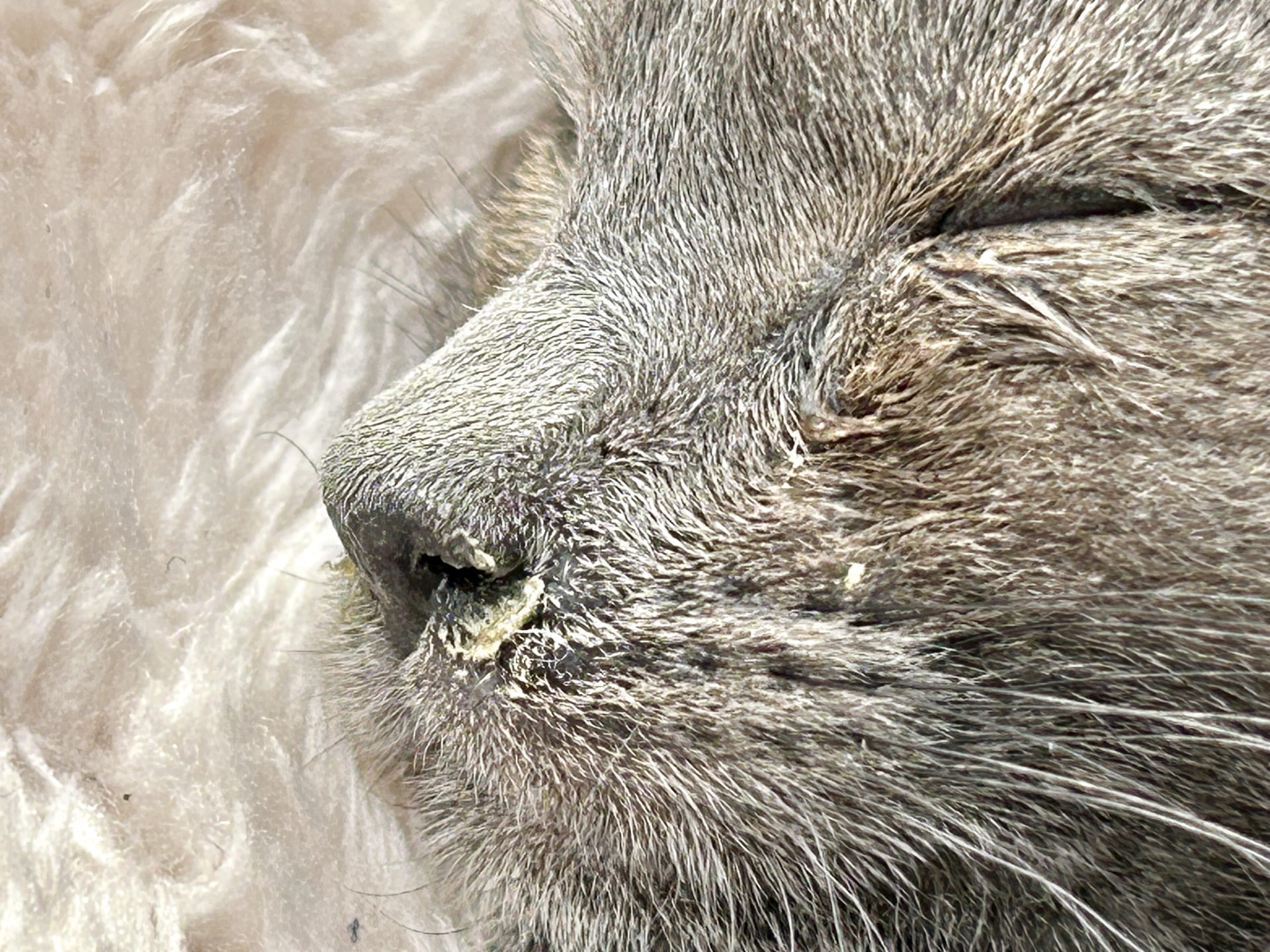 子猫の鼻水は風邪だけじゃない！原因別の対処ガイド