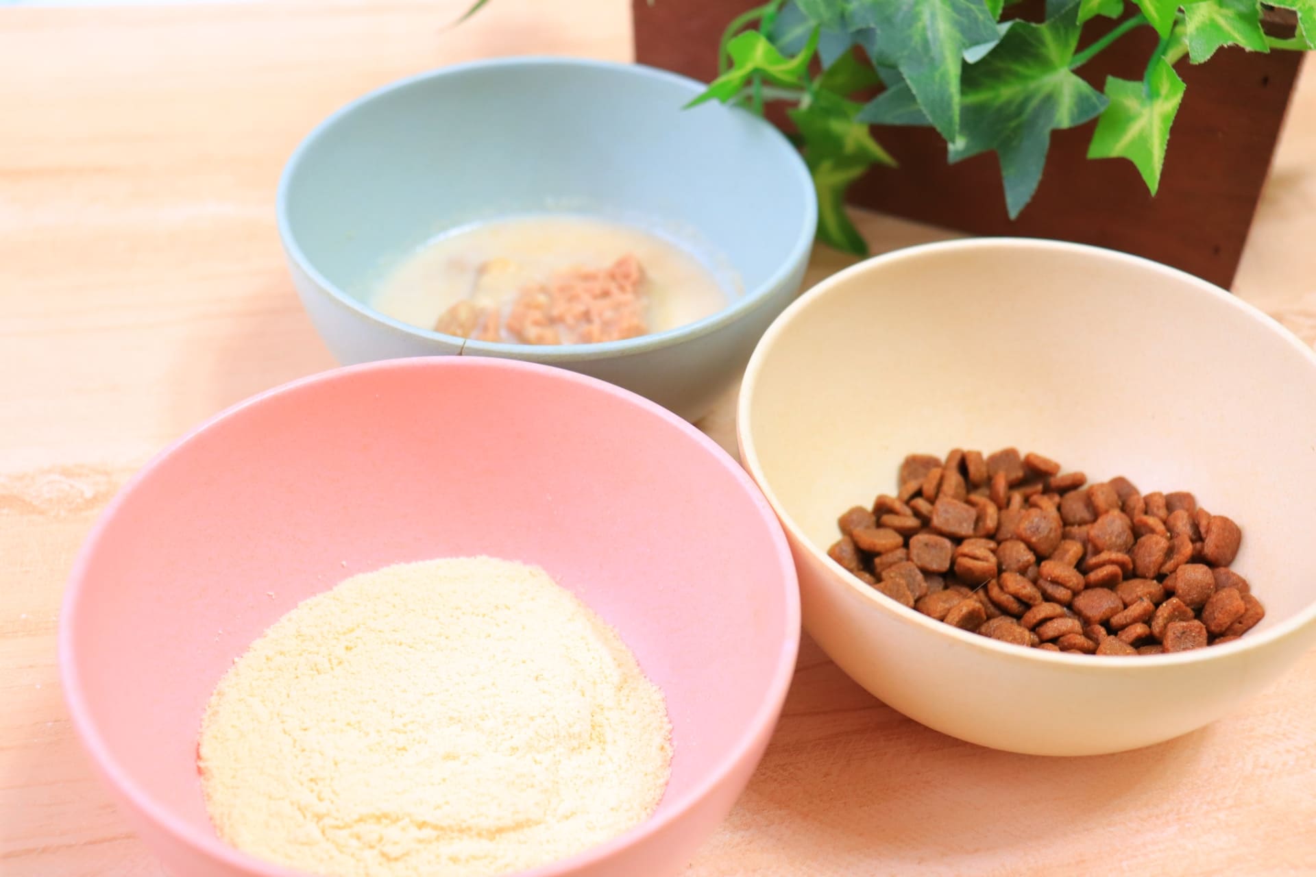 子猫の離乳食はどう作る？はじめての作り方ステップとおすすめレシピ