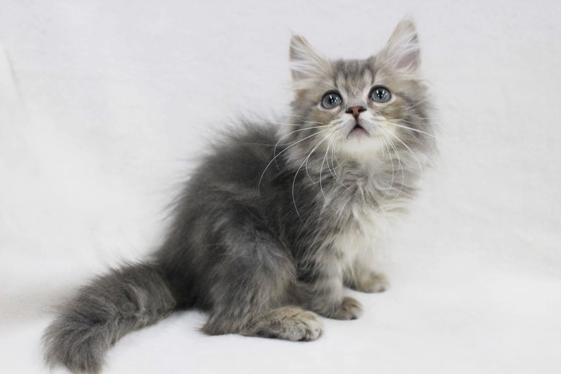 長毛の子猫は難しい？育てやすさ・毛玉対策・必要なケアまとめ