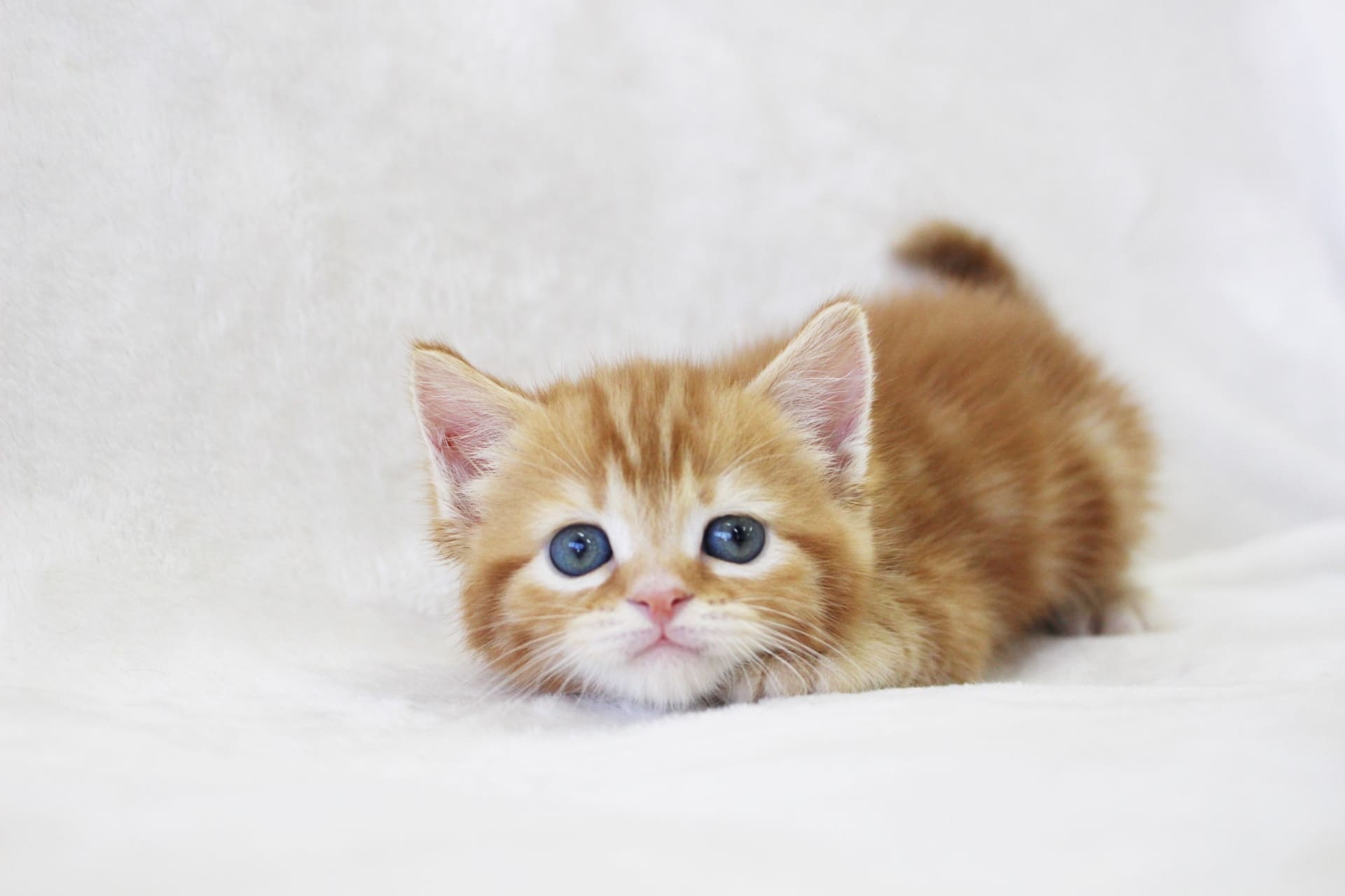 子猫の臭いが気になる… よくある原因と清潔に保つ方法