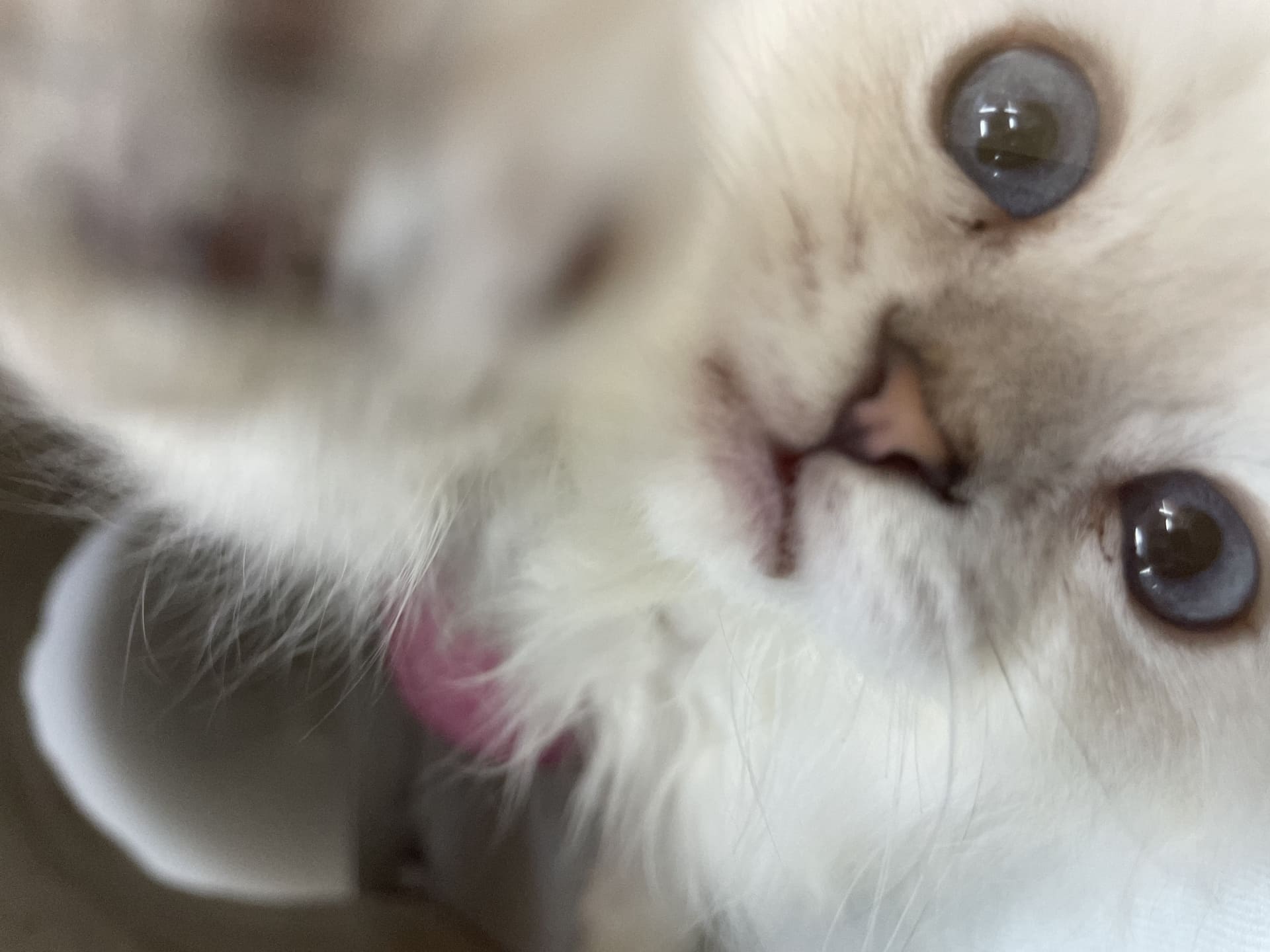 子猫の目が青いのは正常？成長過程で知っておきたいポイント