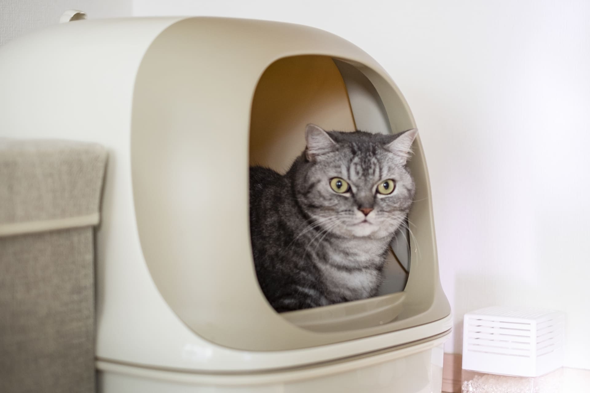 子猫に合う猫砂の選び方｜安全性・使いやすさ・慣れやすさを比較