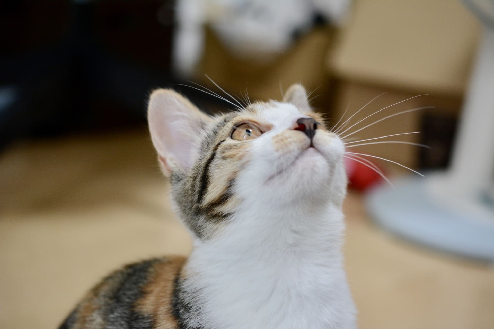 子猫の歯が抜けるのはいつ？正常な生え替わりと注意点を解説