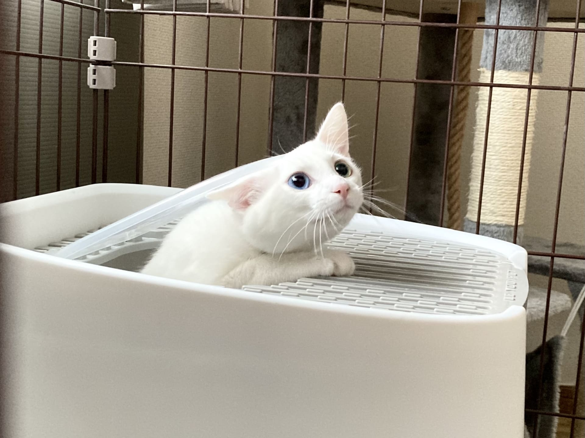 子猫の粗相はいつまで続く？期間の目安と見直すべきポイント