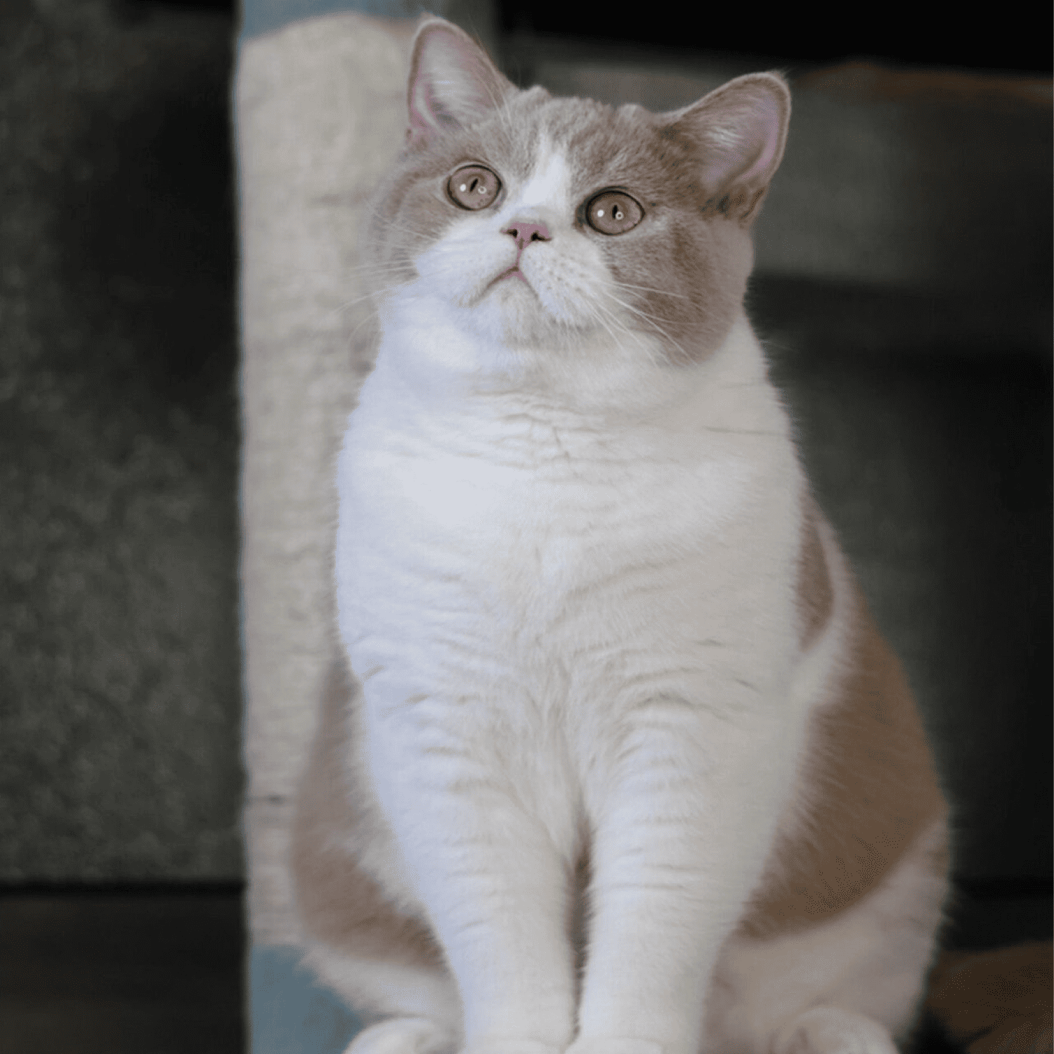 希少カラーの子猫を家族に迎えるということ｜健康と美しさを守るブリーダー