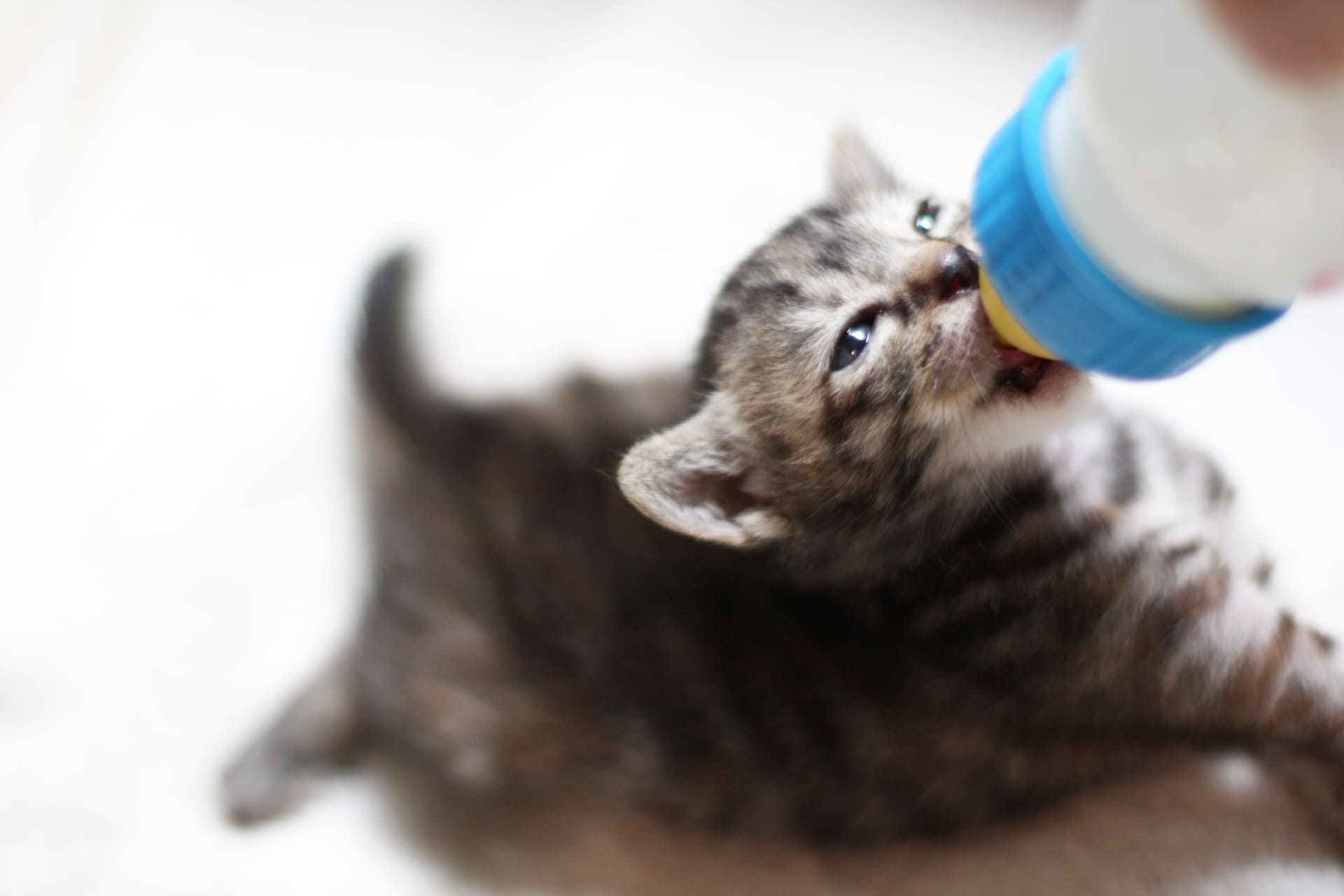 子猫のミルクの正しい飲ませ方は？コツと注意点をプロが徹底解説
