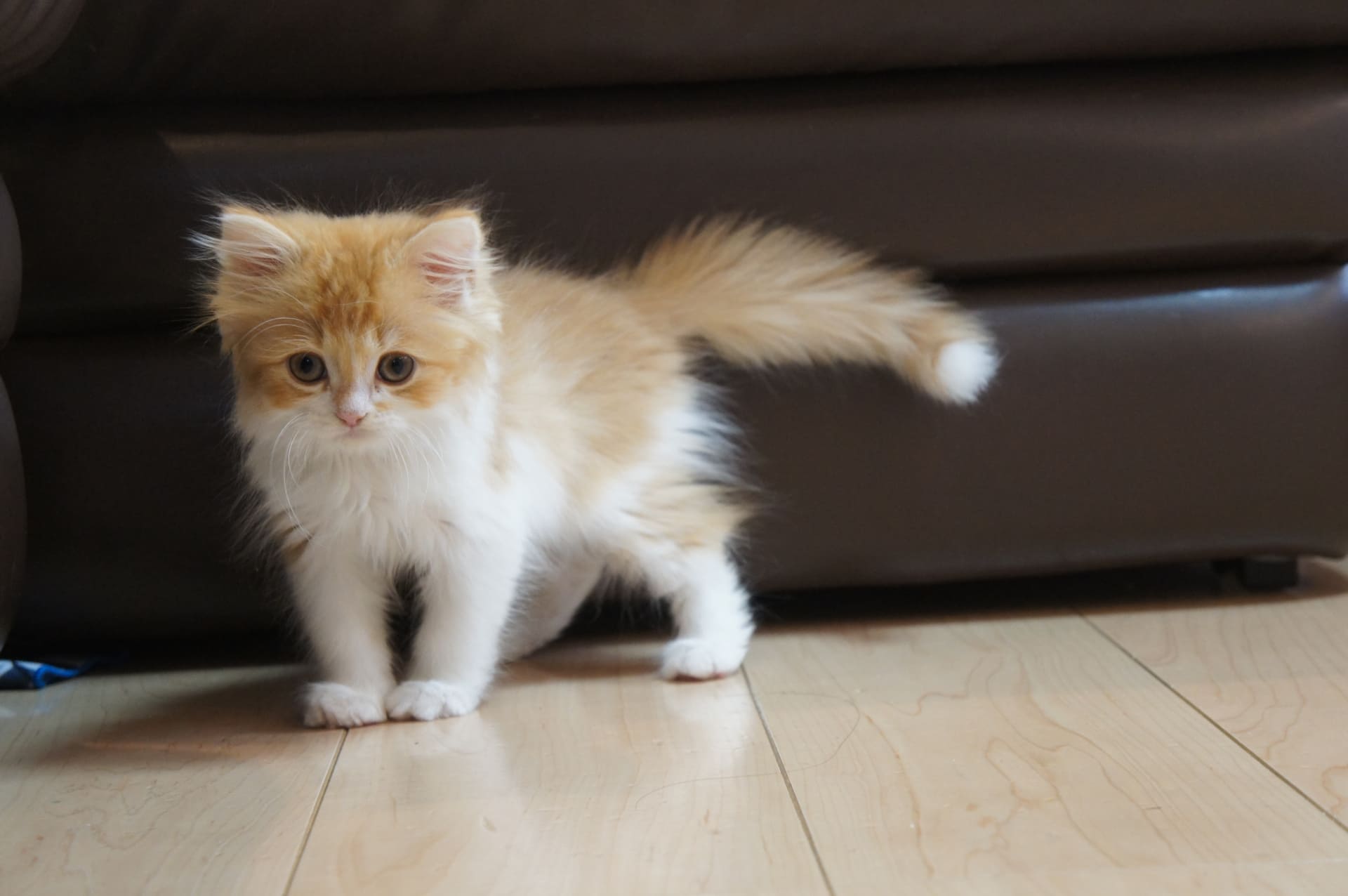子猫が急に走り回って暴れる原因とは？激しい理由と上手な対処法
