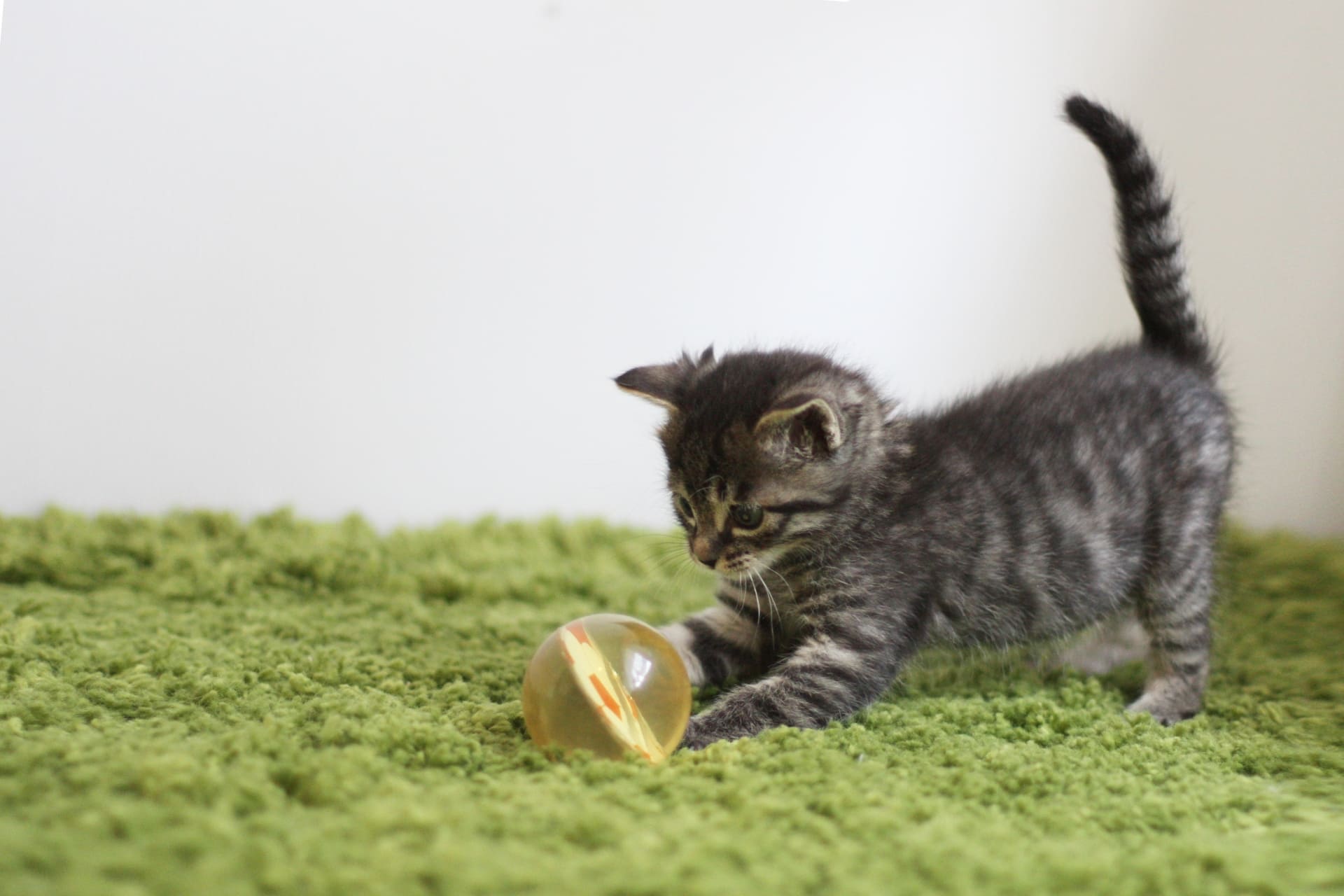 子猫が喜ぶボールおもちゃの選び方！安全に遊ぶための注意点を専門家が解説