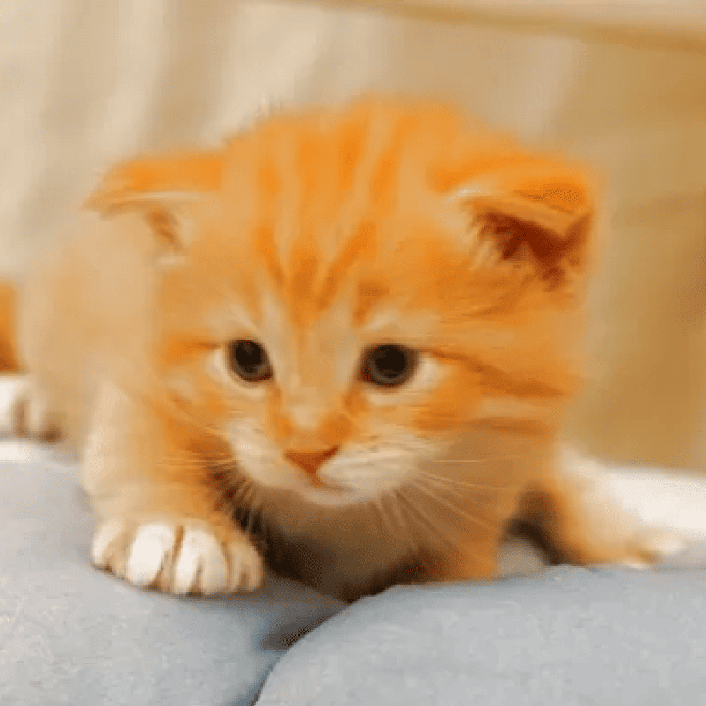 サイベリアンの性格と特徴｜猫アレルギーが起きにくい魅力と飼い方のコツ