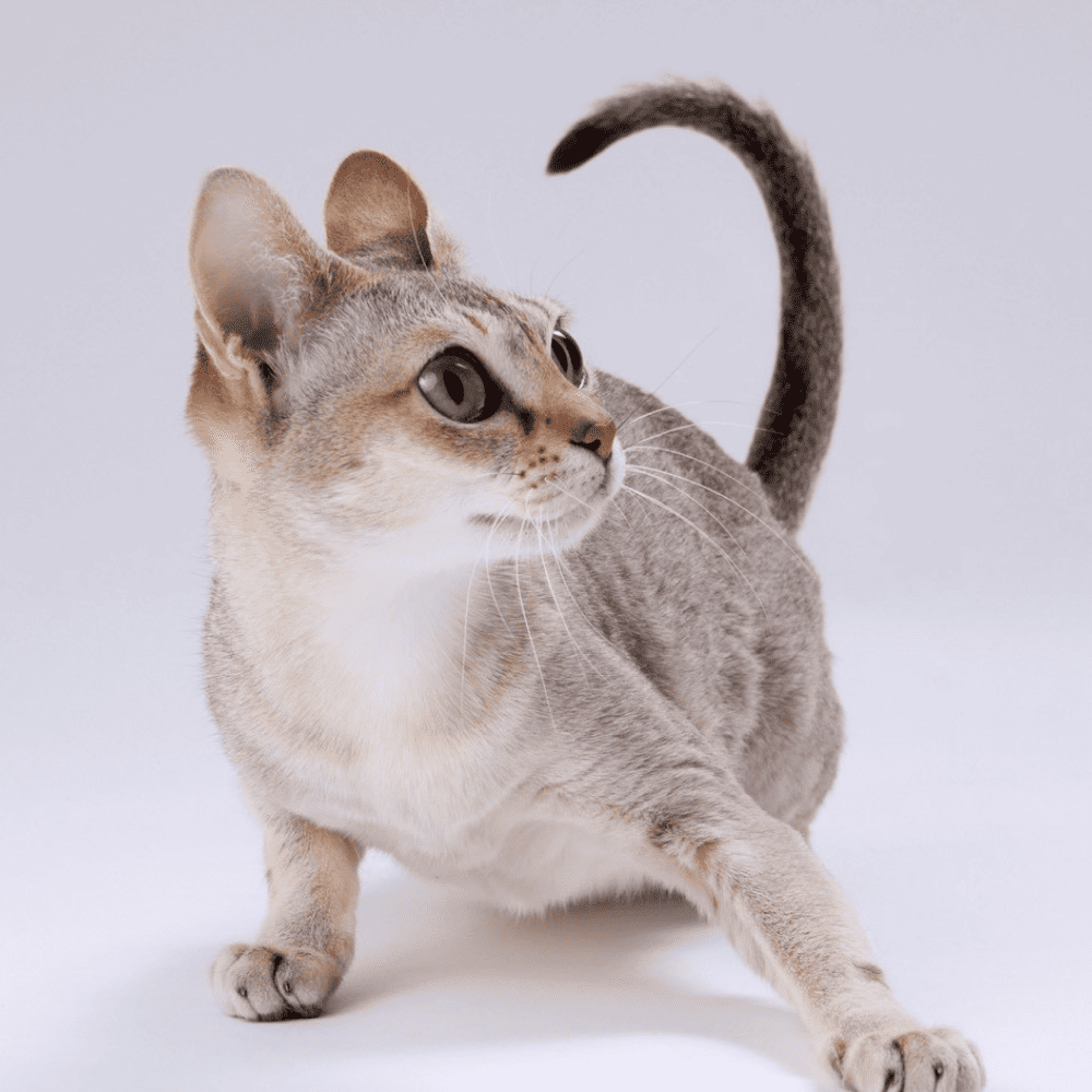 上田市で子猫販売をしているCattery Attilan | 取り扱い描種