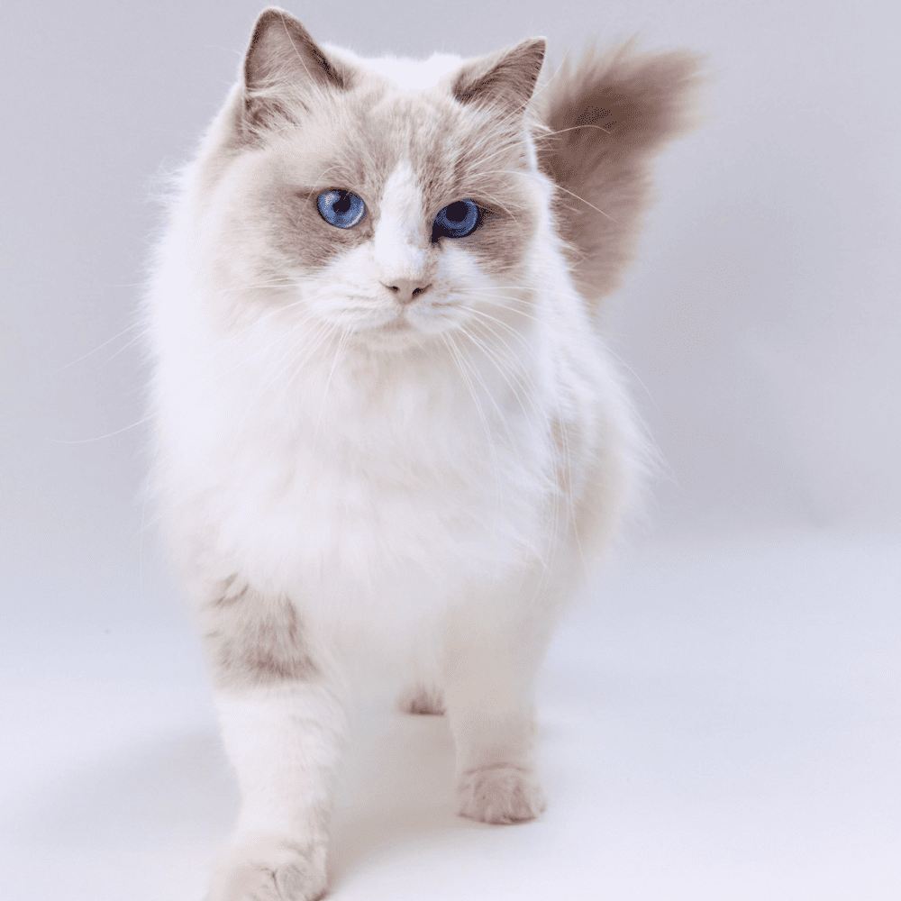ラグドールの性格と特徴｜「ぬいぐるみ」と呼ばれる魅力と飼い方のコツ